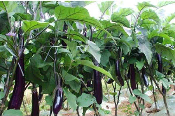 设施茄子培育时期的误区,主要有以下4点