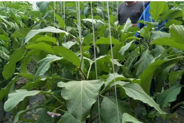 设施茄子培育时期的误区,主要有以下4点