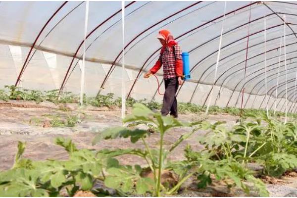 设施茄子培育时期的误区,主要有以下4点