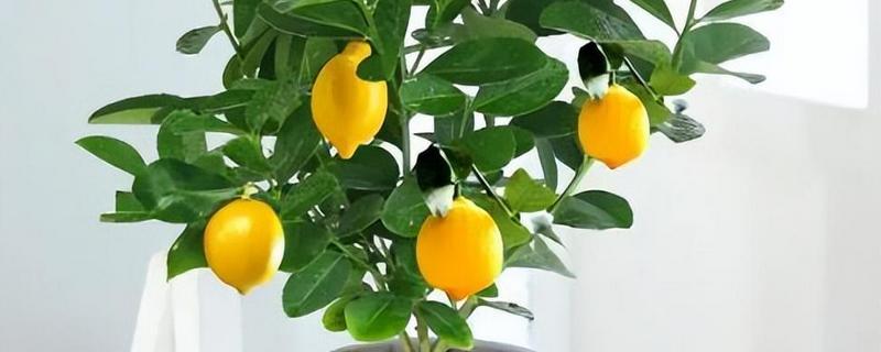 家里种柠檬树好不好，有着非常多意想不到的好处