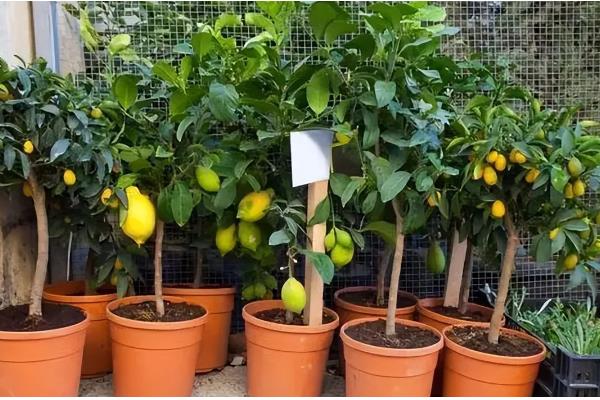 家里种柠檬树好不好，有着非常多意想不到的好处