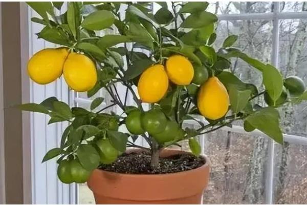 家里种柠檬树好不好，有着非常多意想不到的好处