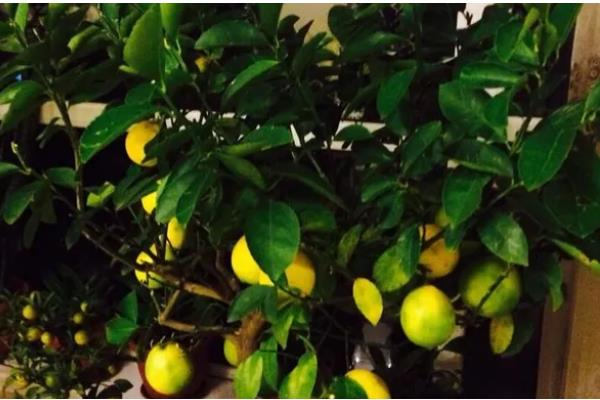 家里种柠檬树好不好，有着非常多意想不到的好处