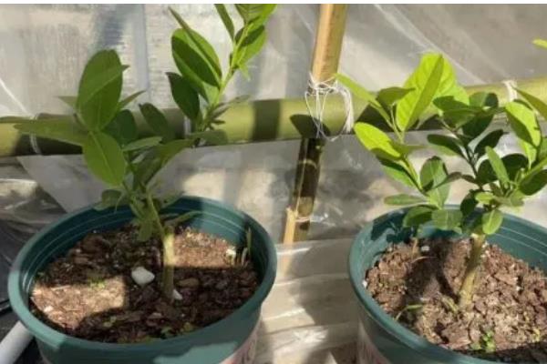 家里种柠檬树好不好，有着非常多意想不到的好处