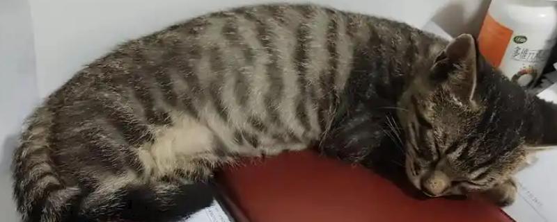 怎样检查猫咪是否得了猫瘟，可以买测试板或血液检查