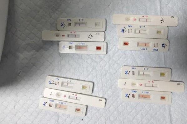 怎样检查猫咪是否得了猫瘟，可以买测试板或血液检查