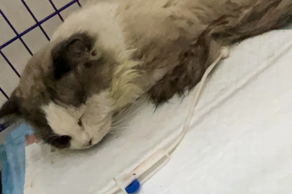 怎样检查猫咪是否得了猫瘟，可以买测试板或血液检查