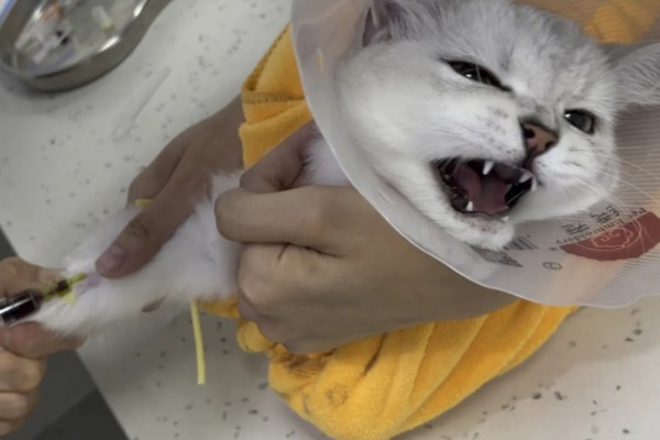 怎样检查猫咪是否得了猫瘟，可以买测试板或血液检查