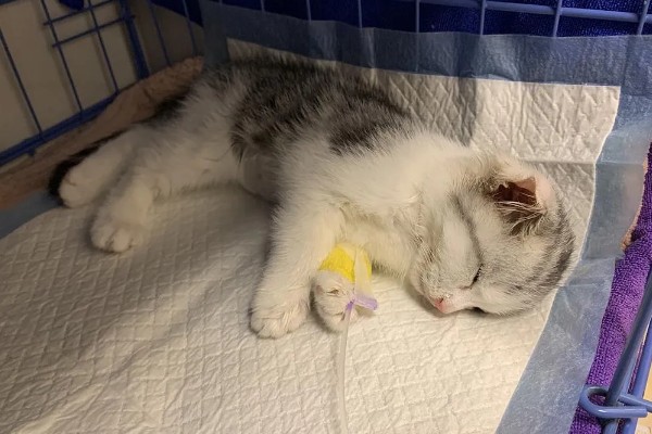 怎样检查猫咪是否得了猫瘟，可以买测试板或血液检查