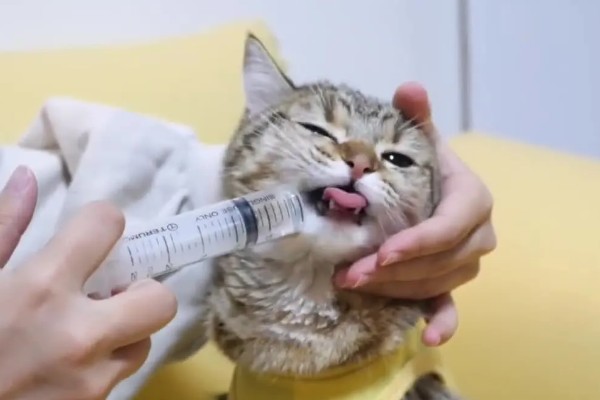 怎样检查猫咪是否得了猫瘟，可以买测试板或血液检查