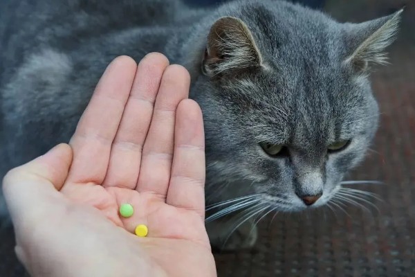 怎样检查猫咪是否得了猫瘟，可以买测试板或血液检查