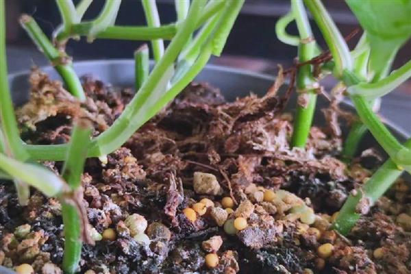 绿萝扦插后多久生根发芽，需半个月左右