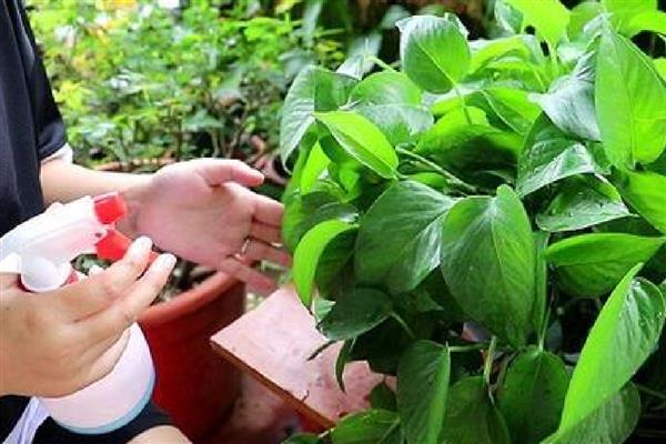 绿萝扦插后多久生根发芽，需半个月左右