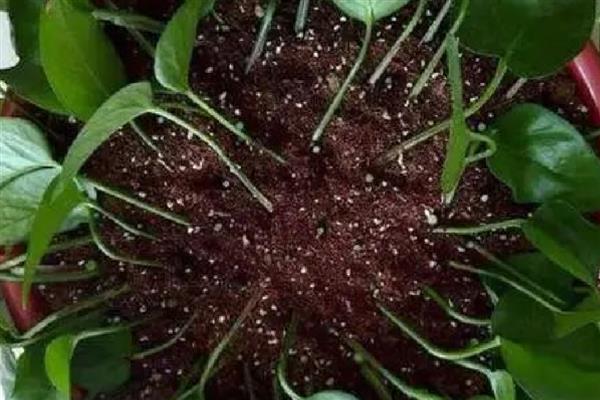 绿萝扦插后多久生根发芽，需半个月左右