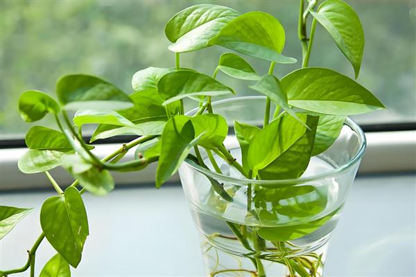 绿萝扦插后多久生根发芽，需半个月左右