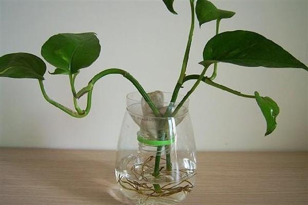 绿萝扦插后多久生根发芽，需半个月左右
