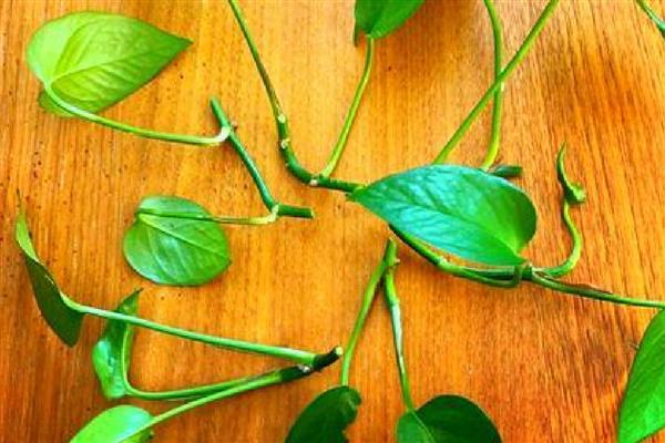 绿萝扦插后多久生根发芽，需半个月左右