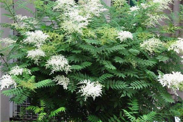 养殖珍珠梅用什么土，以肥沃疏松、富含养分的泥土为宜