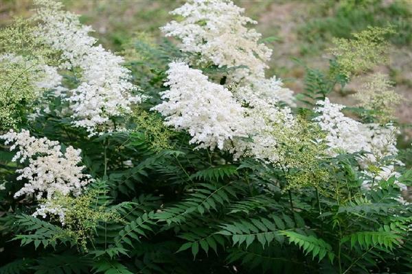 养殖珍珠梅用什么土，以肥沃疏松、富含养分的泥土为宜