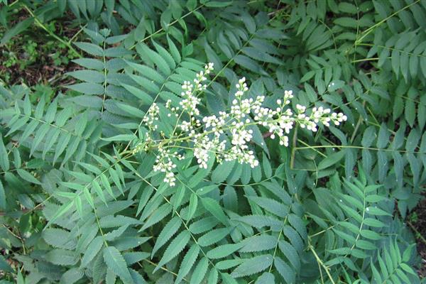 养殖珍珠梅用什么土，以肥沃疏松、富含养分的泥土为宜