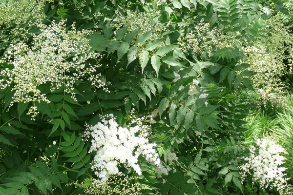 养殖珍珠梅用什么土，以肥沃疏松、富含养分的泥土为宜