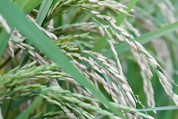 水稻抽穗出现白壳的原因，可能是低温或虫害所致