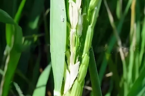 水稻抽穗出现白壳的原因，可能是低温或虫害所致