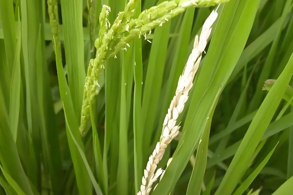 水稻抽穗出现白壳的原因，可能是低温或虫害所致