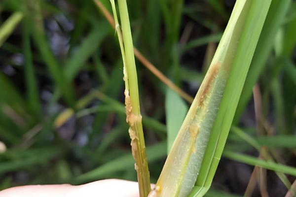 水稻抽穗出现白壳的原因，可能是低温或虫害所致