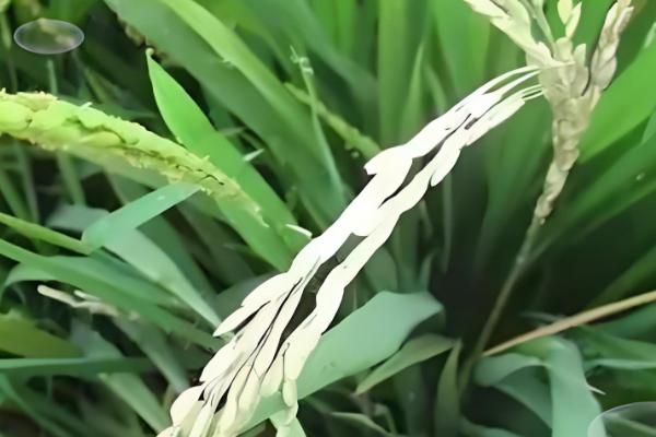 水稻抽穗出现白壳的原因，可能是低温或虫害所致