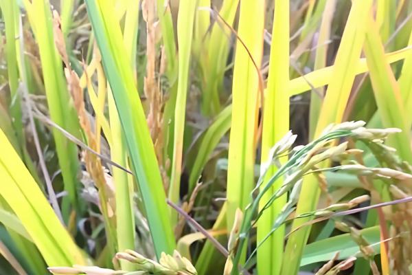 水稻抽穗出现白壳的原因，可能是低温或虫害所致