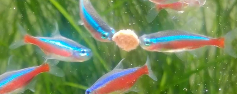 宝莲灯鱼的繁殖方法，要把水温保持在26℃