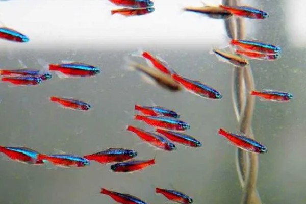 宝莲灯鱼的繁殖方法，要把水温保持在26℃