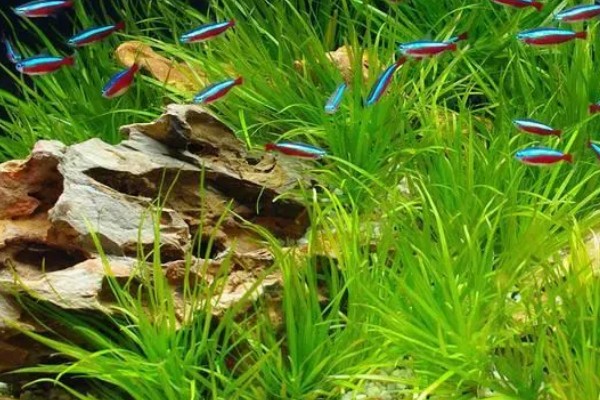 宝莲灯鱼的繁殖方法，要把水温保持在26℃