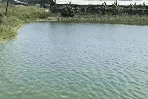 怎么养殖青蟹,适合在傍晚喂食