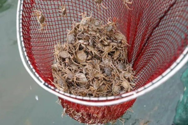 怎么养殖青蟹,适合在傍晚喂食