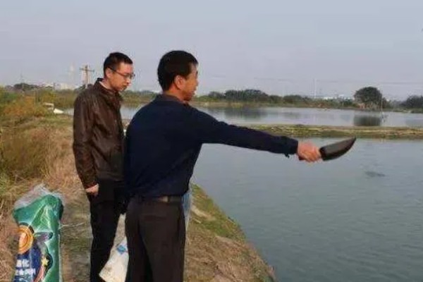 怎么养殖青蟹,适合在傍晚喂食