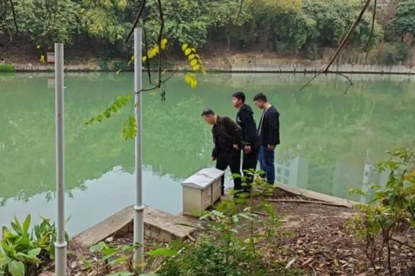 怎么养殖青蟹,适合在傍晚喂食