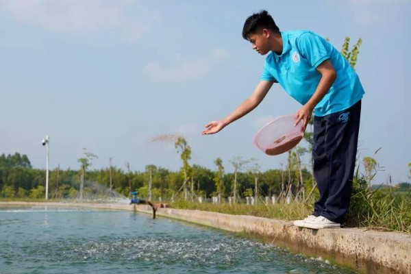 怎么养殖青蟹,适合在傍晚喂食
