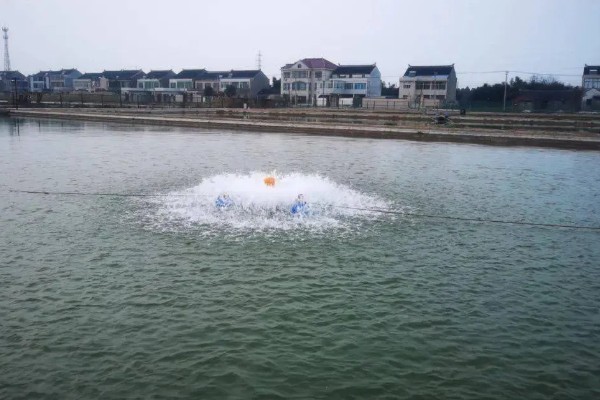 怎么养殖青蟹,适合在傍晚喂食