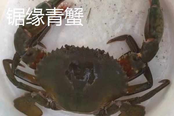 怎么养殖青蟹,适合在傍晚喂食