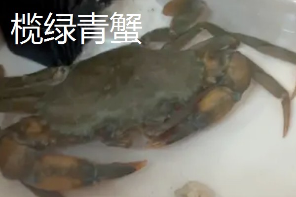 怎么养殖青蟹,适合在傍晚喂食