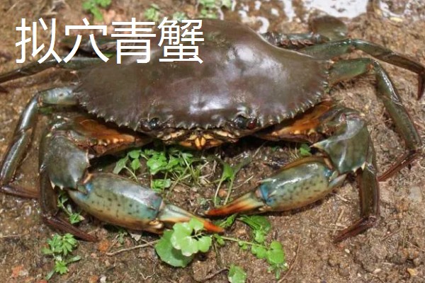 怎么养殖青蟹,适合在傍晚喂食