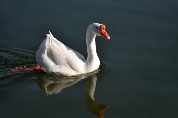 白鹅的简介，学名叫做大天鹅