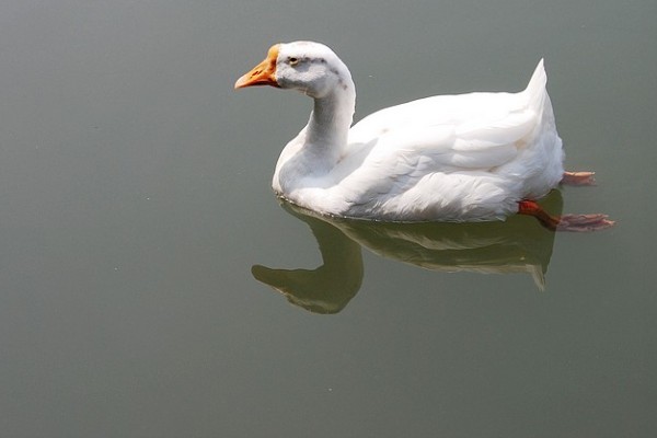 白鹅的简介，学名叫做大天鹅