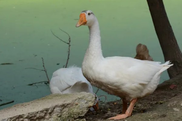 白鹅的简介，学名叫做大天鹅