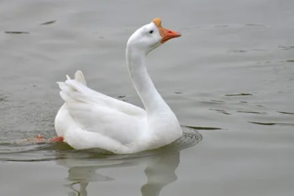 白鹅的简介，学名叫做大天鹅