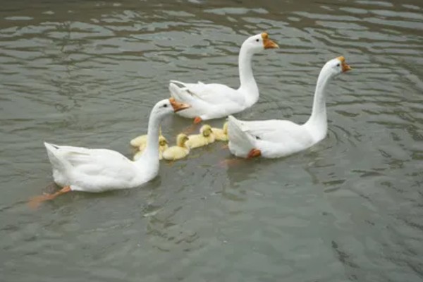 白鹅的简介，学名叫做大天鹅