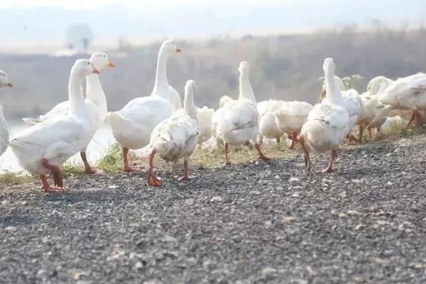 白鹅的简介，学名叫做大天鹅