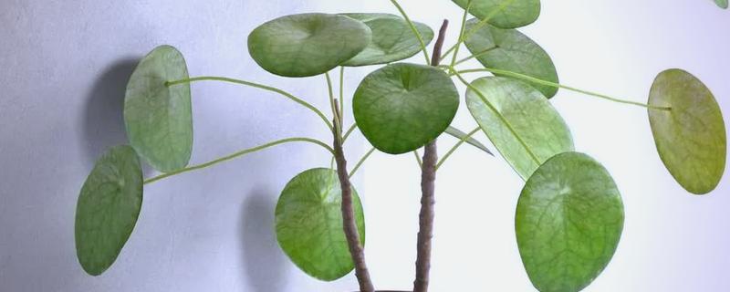 镜面草的养殖方法，适合在砂质土壤中种植